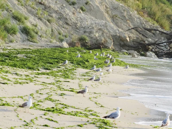 Γλάροι Και Duckweed Στην Παραλία — Φωτογραφία Αρχείου
