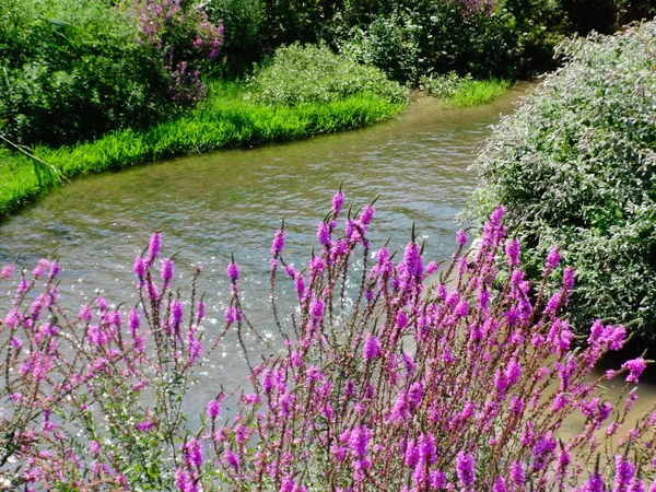 Pink Flowers near a River