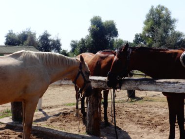 Gündüz çiftlikte Binicilik Atları 