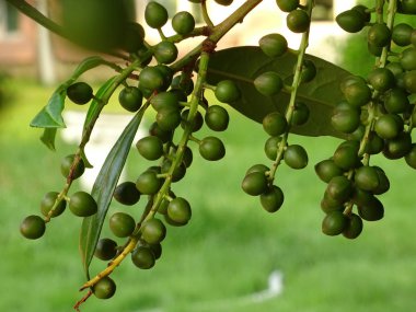 Yeşil topu meyve ağacı üzerinde