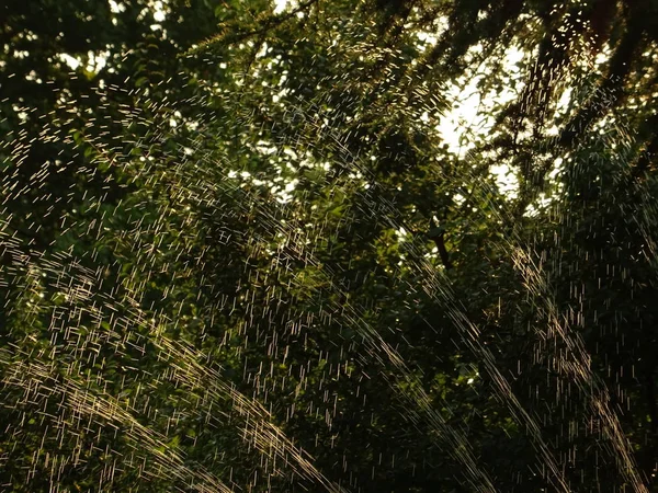 Fuente Brota Contra Fondo Árbol Verde — Foto de Stock