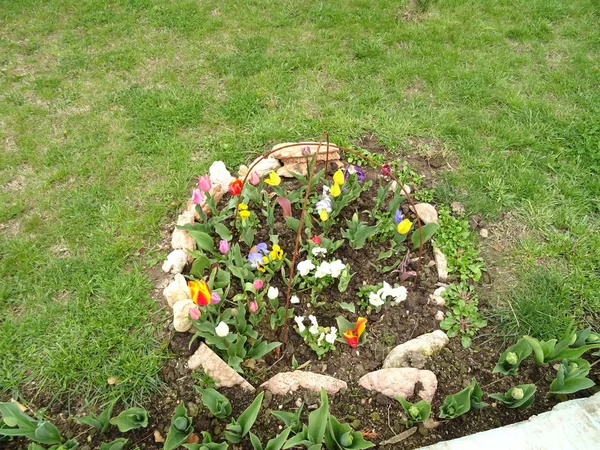 五颜六色的花园花在石头圆环 — 图库照片