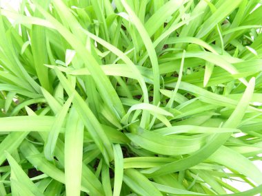 Yeşil çim görünümünü kapat