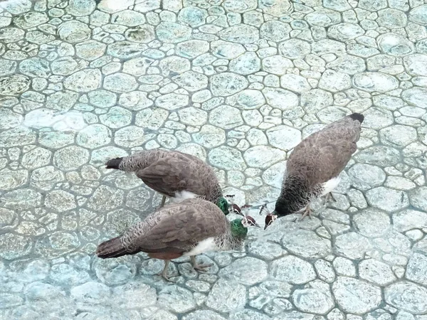 Mavi Zemin Taşlar Üzerinde Güvercinler — Stok fotoğraf