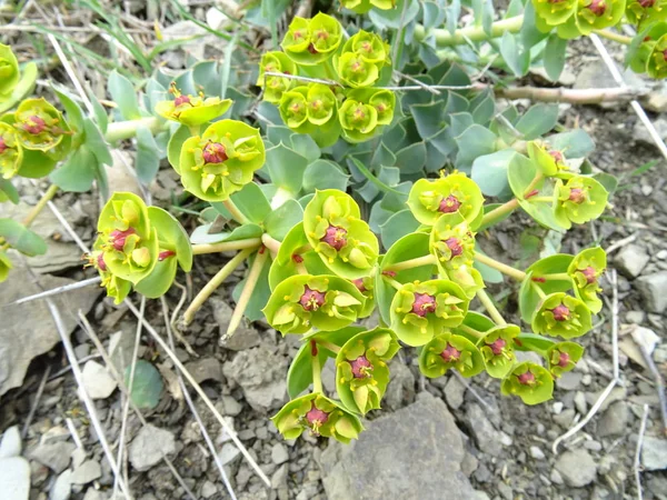 Dettaglio Vista Green Wild Flower — Foto Stock