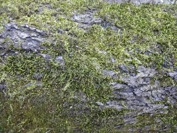 Moss Una Corteza Árbol — Foto de Stock