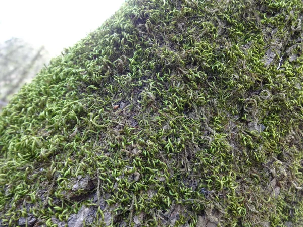 Moss Tree Bark — Stock Photo, Image