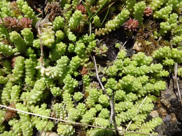 Detail Van Groene Succulenten — Stockfoto