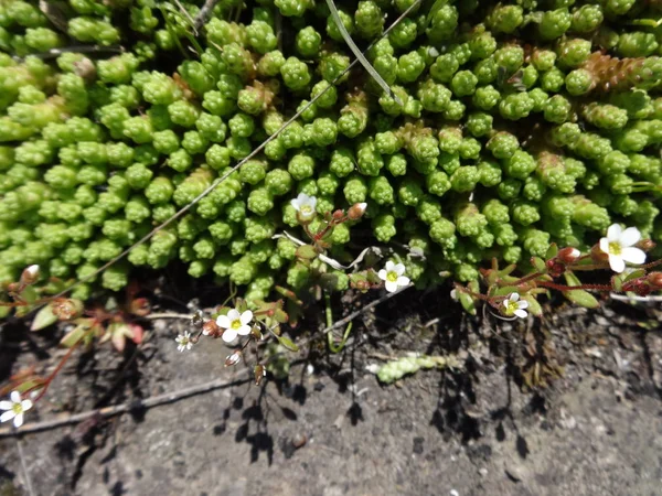 Detail Van Groene Succulenten — Stockfoto