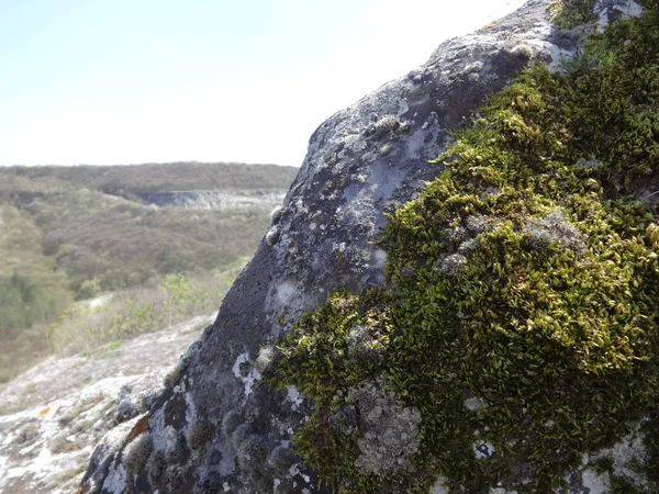 Moss Verde Sobre Una Piedra — Foto de Stock