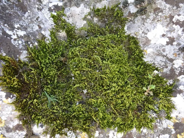 Green Moss Stone — Stock Photo, Image