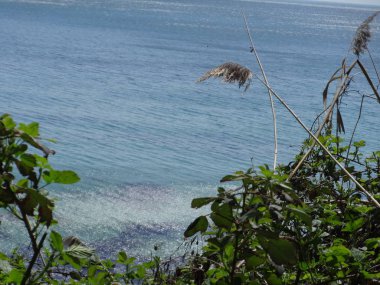 Mavi deniz zemin üzerine yeşil yaprakları