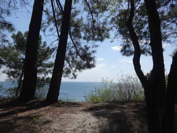 Vue Sur Mer Depuis Une Forêt — Photo