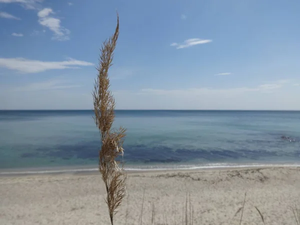 Feuilles Sèches Sur Fond Mer — Photo