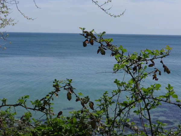 Зеленые Листья Фоне Синего Моря — стоковое фото
