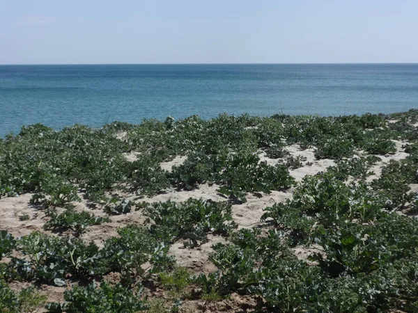 Gebied Van Groene Planten Tegen Achtergrond Van Een Blauwe Zee — Stockfoto