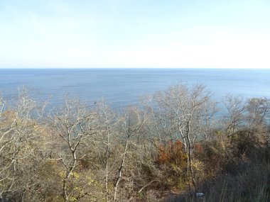 Deniz arka planda çıplak ağaçlar