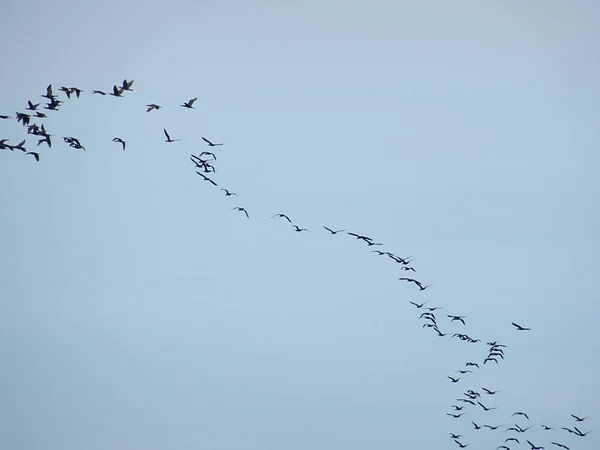 Nock Der Vögel Himmel — Stockfoto