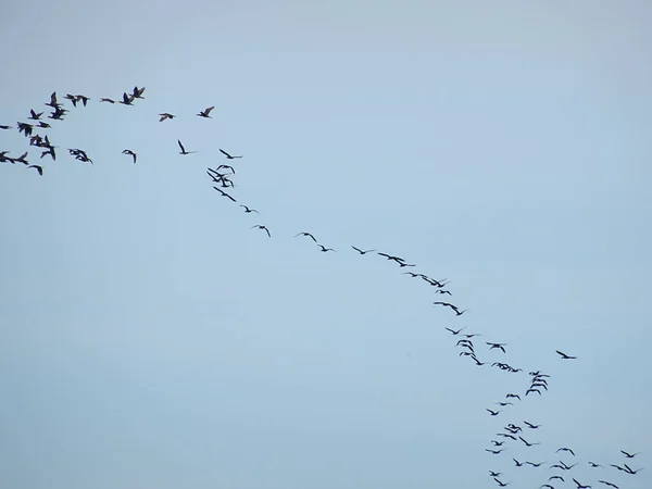 Nock Madarak Sky — Stock Fotó