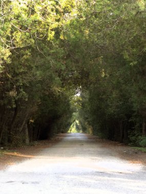 Yeşil bir ormanda yol