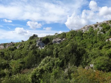 yeşil bitkiler ve kayalar