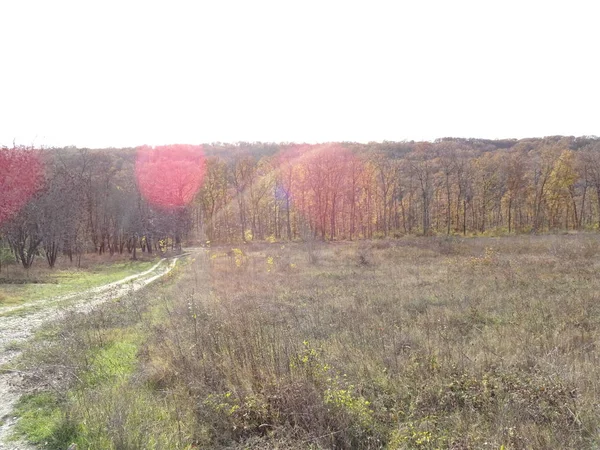 Strada Foresta Autunnale Giorno Itme — Foto Stock