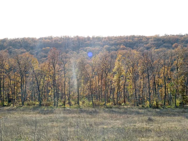 Herbst Wald Tag Itme — Stockfoto