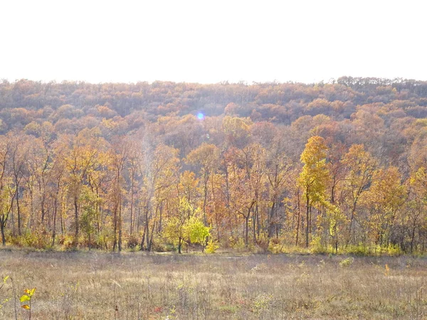 Foresta Autunnale Giorno Itme — Foto Stock