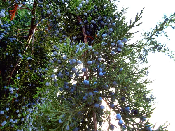 Bush Con Frutas Azules Bola — Foto de Stock