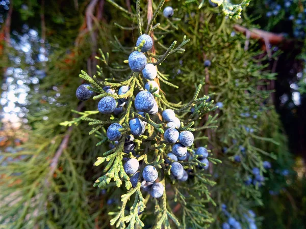 Bush Con Frutas Azules Bola — Foto de Stock
