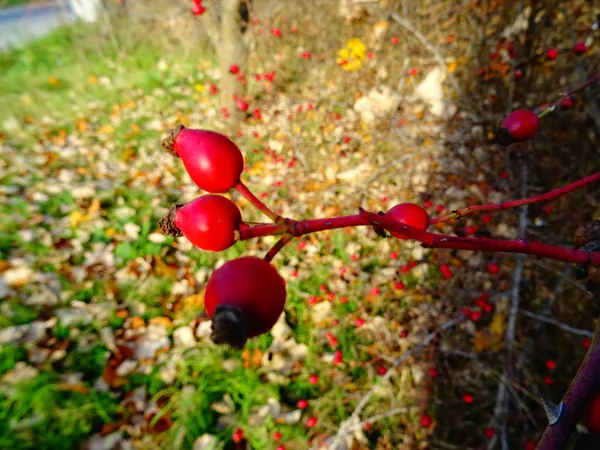 Czerwony Dziki Briar Bush — Zdjęcie stockowe