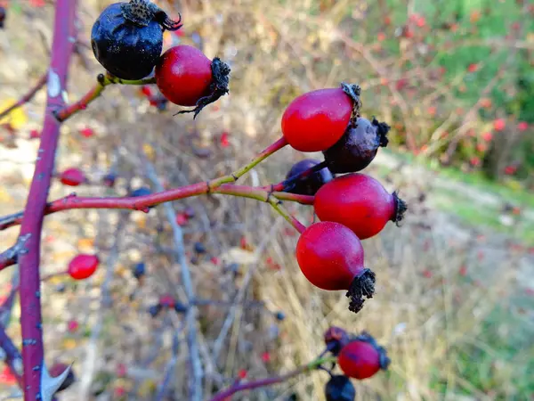 Cespuglio Radica Selvatica Rossa — Foto Stock