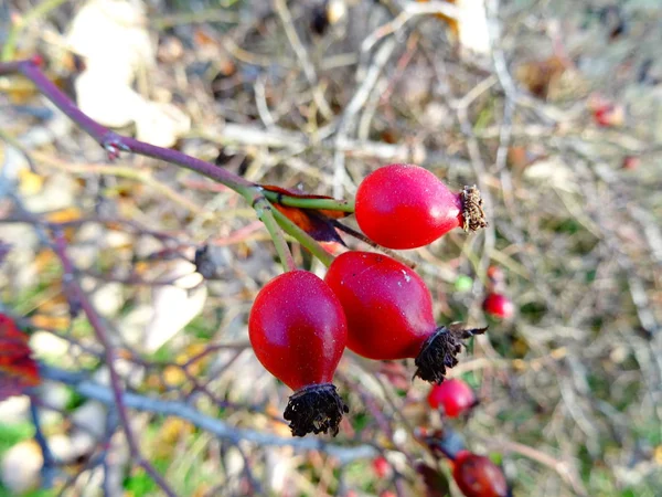 Cespuglio Radica Selvatica Rossa — Foto Stock