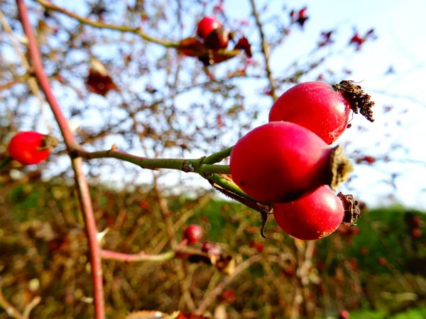 Czerwony Dziki Briar Bush — Zdjęcie stockowe