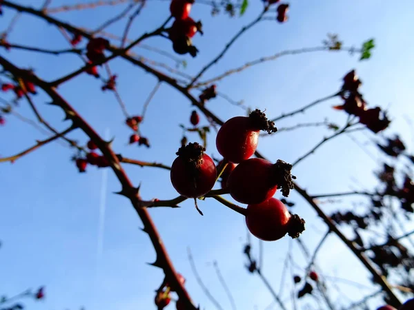 Red Wild Briar Bush Sfondo Cielo — Foto Stock