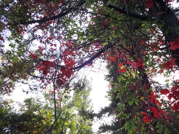 Folhas Vermelhas Uma Floresta — Fotografia de Stock