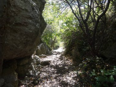 Gün itme bir Ormanda Yol 