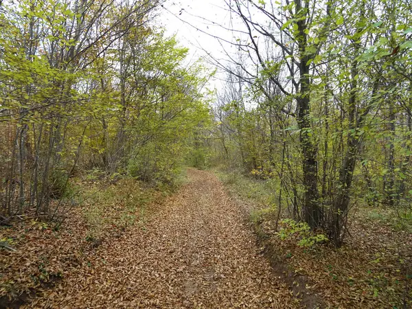 View Autumn Forest Path — Stock Photo, Image