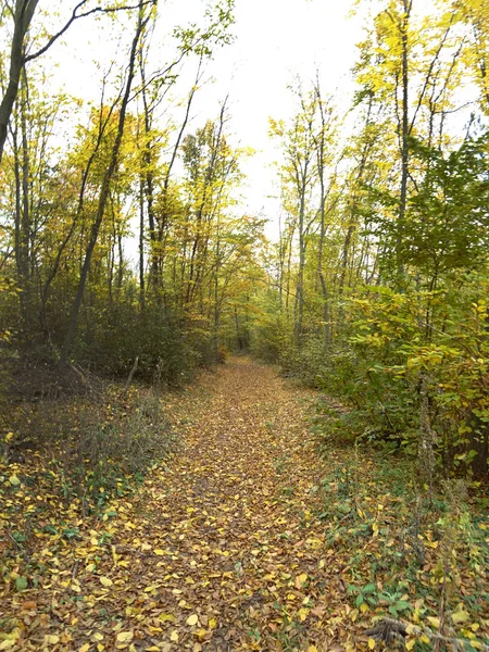 Vue Sur Sentier Forestier Automne — Photo