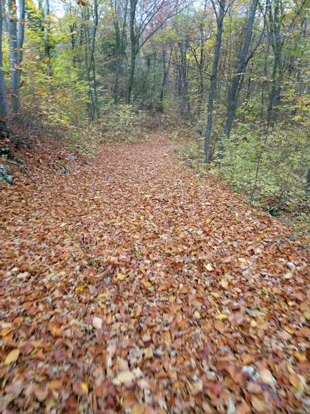 View Autumn Forest Path — Stock Photo, Image