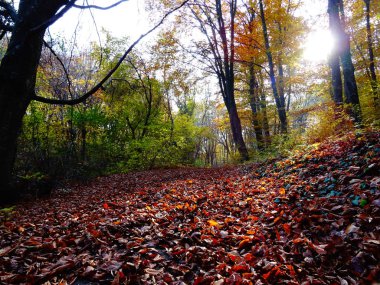 Gün itme Sonbahar Ormanı 