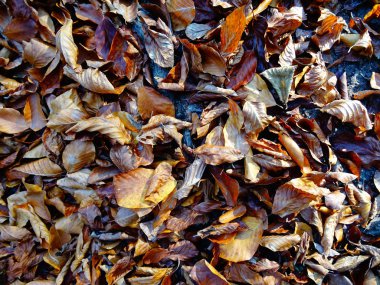 kırmızı sonbahar yaprakları yerde