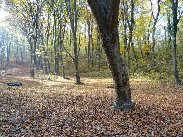 Foresta Autunnale Giorno Itme — Foto Stock