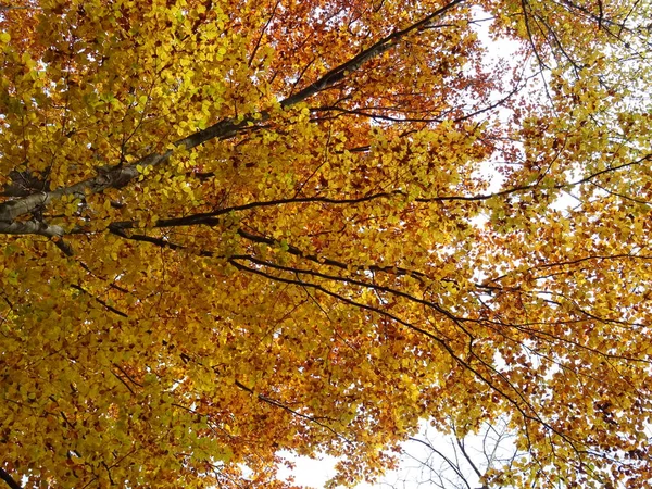 Jesienią Gałęzie Pokryte Żółte Liście — Zdjęcie stockowe