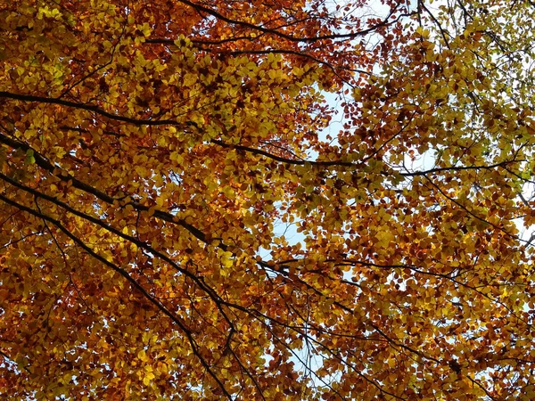 Ramos Árvore Outono Cobertos Com Folhas Amarelas — Fotografia de Stock