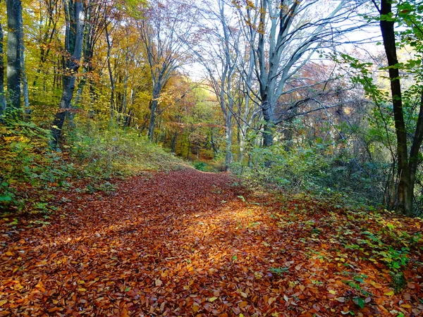 Blick Auf Herbst Waldweg — Stockfoto