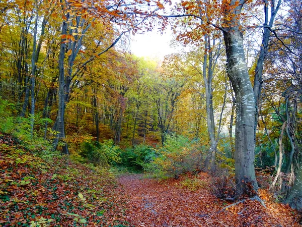 Вид Autumn Forest Path — стоковое фото