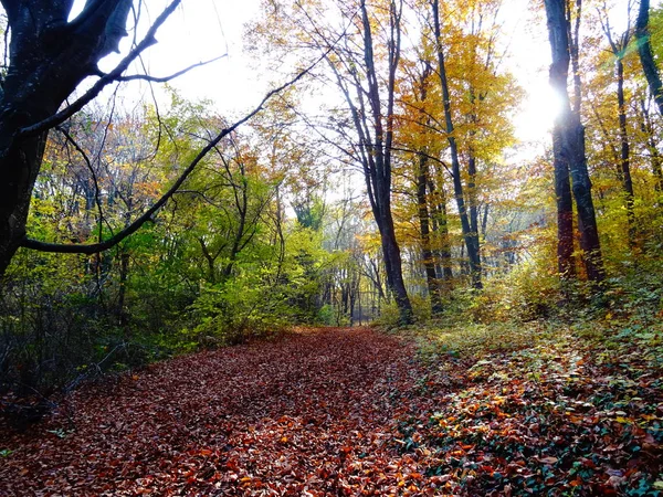 日の秋の森 — ストック写真