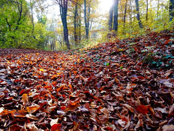 Höst Skogen Dagen Itme — Stockfoto