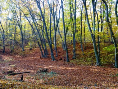 Gün itme Sonbahar Ormanı 